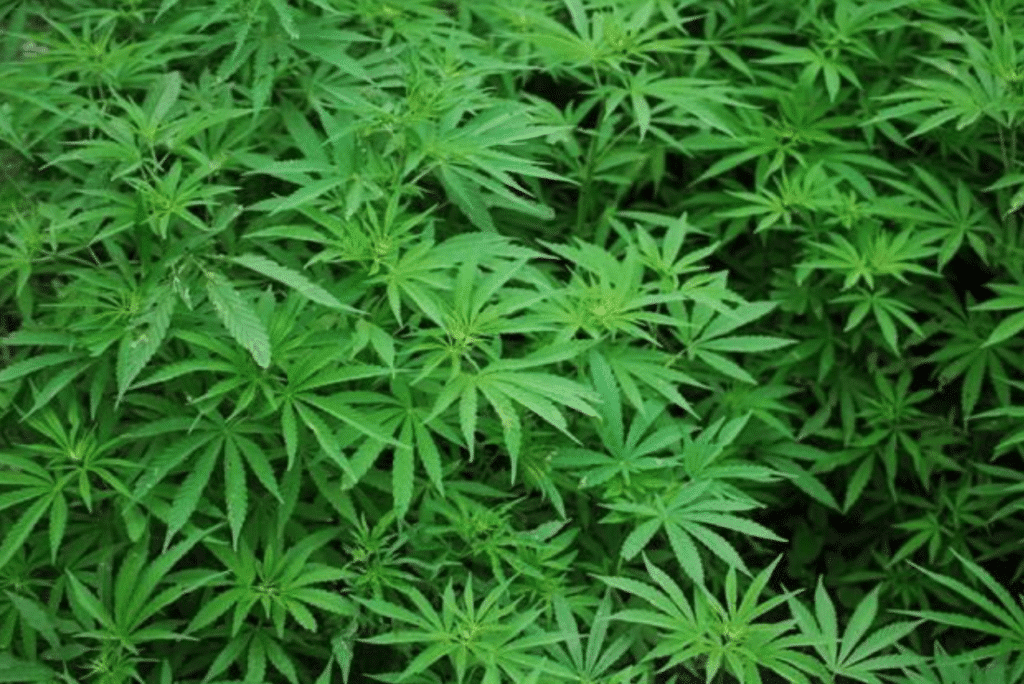 Marijuana Legalization Weed Banner