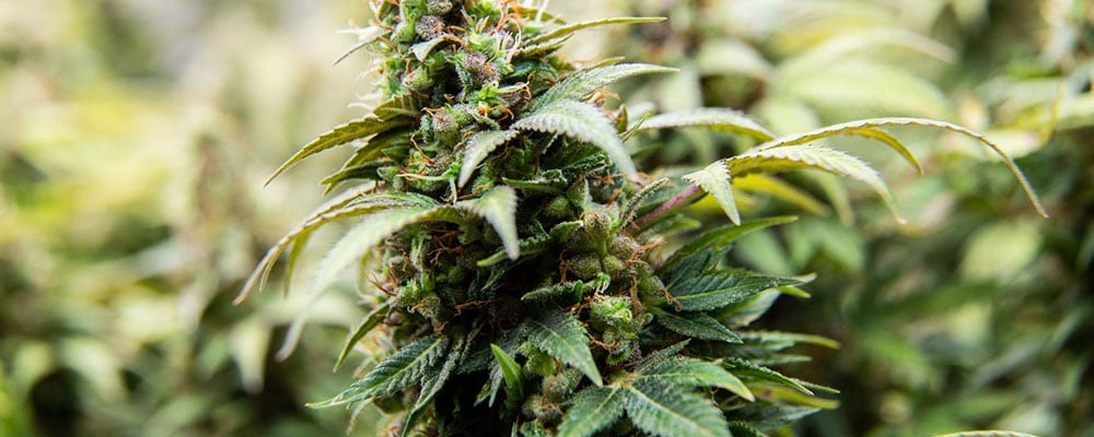 A beautiful bud of cannabis chocked full of terpenes