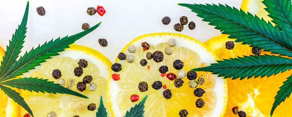 Weed terpenes add flavours and smells to the strain such as orange, lemon, citrus and peppercorn
