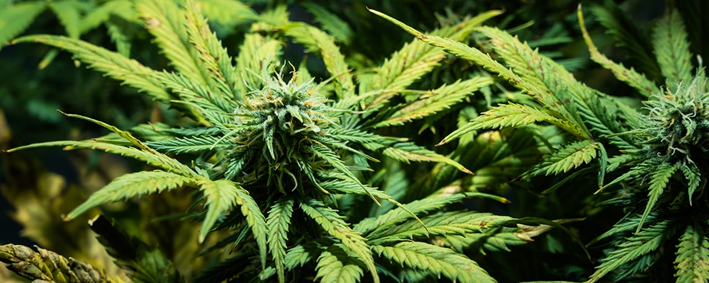 Close-up of medical marijuana female plant in bloom, growing indoor. Cannabis buds with crystals ready to harvest. Hemp is a concept of herbal medicine.