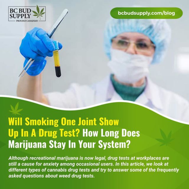Will Smoking One Joint Show Up In A Drug Test? How Long Does Marijuana Stay In Your System?⁠
⁠
Although recreational marijuana is now legal, drug tests at workplaces are still a cause for anxiety among occasional users. In this article, we look at different types of cannabis drug tests and try to answer some of the frequently asked questions about weed drug tests.⁠
⁠
Read more by visiting our blog (link in bio) or go here:⁠
https://bit.ly/3lTMvDm