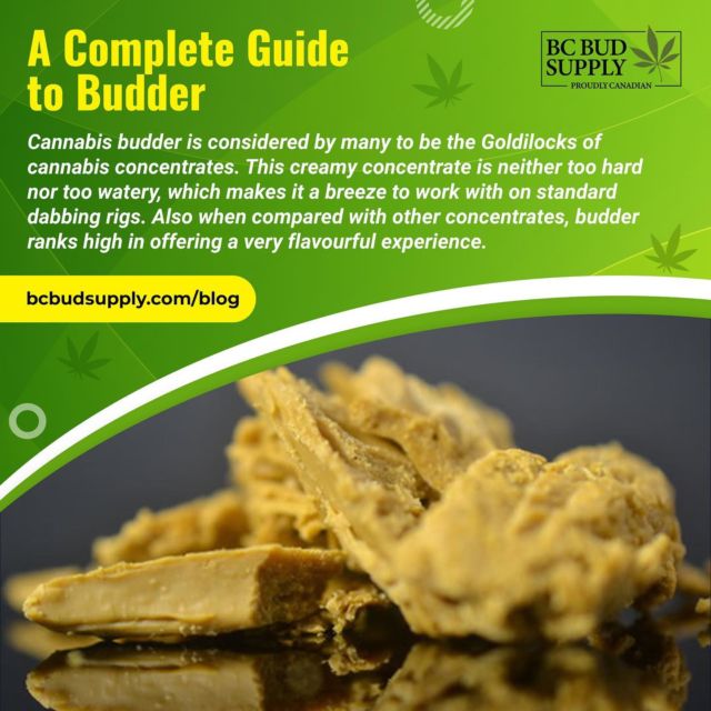 A Complete Guide to Budder⁠
⁠
Cannabis budder is considered by many to be the Goldilocks of cannabis concentrates. This creamy concentrate is neither too hard nor too watery, which makes it a breeze to work with on standard dabbing rigs. Also when compared with other concentrates, budder ranks high in offering a very flavourful experience.⁠
⁠
Learn more by visiting our blog (link in bio) or go here:⁠
bit.ly/3KP9Vmm⁠
⁠
#bcbudsupply #budder #bcbud #cannabisconcentrates #dabbing #marijuana #ganja #weedblog #dab #smoke #weed101