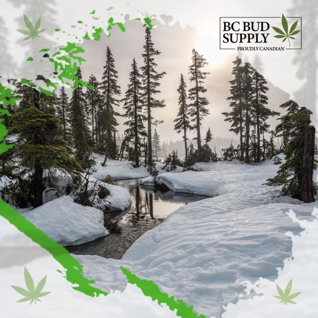 Who's got the best supply of British Columbia grown cannabis? 🤔⁠
⁠
#bcbudsupply #cannabis #bcbud #mailordermarijuana #beautifulbritishcolumbia #onlinedispensary #weed #marijuana #vancouver #pot #canadacannabis