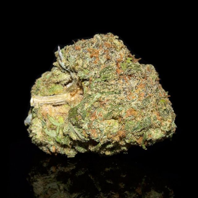 Snow Lotus is a great way to ease anxiety, stress, and pain. Bred by Bodhi Seeds with Blockhead and Afgooey, this indica-leaning hybrid gives smokers a sudden hit of cerebral euphoria that melts into a mild and relaxing physical buzz. Slightly energizing, these densely-clustered buds can be enjoyed as a daytime treat.⁠
⁠
#bcbudsupply #budporn #mailordermarijuana #weed #cannabisconnoisseur #marijuana #cannabiscup #weedporndaily #marijuanalife #bcbudmedical #cannabisislove #highaf #cannabisdaily #ganjalife #cannabis #smokeit #cannabispics #bcbuds #marijuanaman #weedstgram #bcbud #cannabisgrow #cannabiscanada