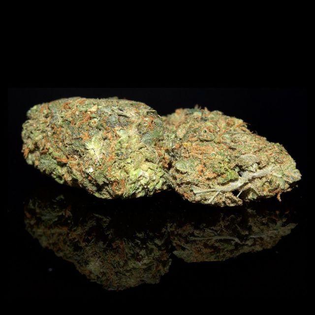 Sensi Star is a legendary, award-winning indica-heavy hybrid that has been loved for decades. Although it has a mysterious lineage, Sensi Star’s experience is unmistakable and provides an intense physical high that is completely relaxing. A favourite for pain and stress relief, this citrus-sweet nugget is better for more seasoned smokers due to its potency. ⭐⁠
⁠
#bcbudsupply #sensistar #weedporndaily #blazedankdaily #mailordermarijuanacanada #cannabislifestyle #gangjalove #ganja #cannabisheals #marijuana #bcbud #budporn #marijuanaindustry #bcbuds #weedcommunity #ganjalife #weedmemes #weedfeed #cannabis #mailordermarijuana #ganjagang #cannabisclub #weed #inhale