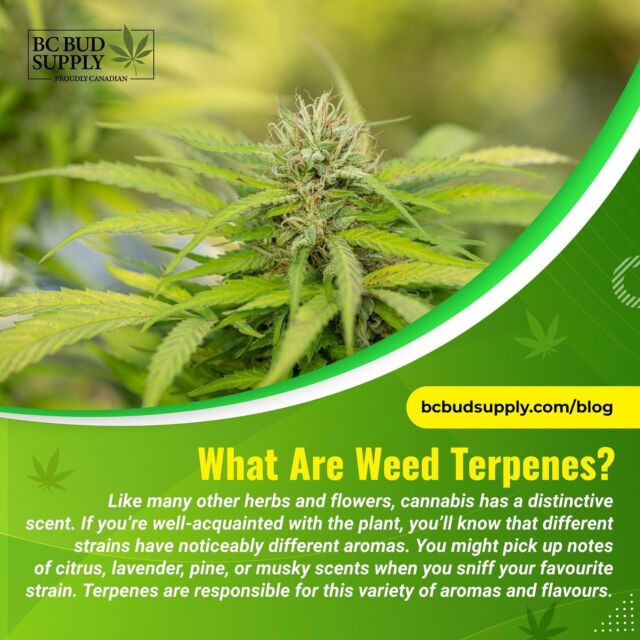 A Beginners Guide to Weed Terpenes⁠
⁠
Like many other herbs and flowers, cannabis has a distinctive scent. If you’re well-acquainted with the plant, you’ll know that different strains have noticeably different aromas. You might pick up notes of citrus, lavender, pine, or musky scents when you sniff your favourite strain. Terpenes are responsible for this variety of aromas and flavours.⁠
⁠
Learn more by visiting our blog (link in bio) or go here:⁠
⁠https://bit.ly/3PA9ejJ⁠
⁠
#bcbudsupply #terpenes #weedblog #weed101 #cannabis #bcbud #blazedanddazed #cannabis #marijuana #mailordermarijuana #blog