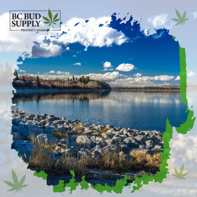 The best in the west. 💪⁠
⁠
#bcbudsupply #cannabis #bcbud #mailordermarijuana #beautifulbritishcolumbia #onlinedispensary #weed #marijuana #vancouver #pot #canadacannabis