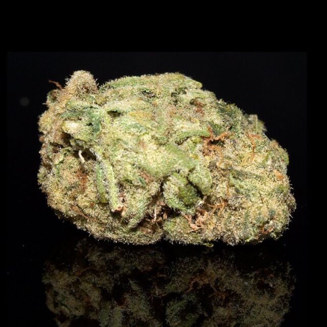 Zombie OG is a popular and potent indica-heavy hybrid that leaves you in an intense physical high. Its nearly immediate cerebral jolt quickly eats you from limb to limb until you’re left in relaxed and dreamy sedation. Bred with OG Kush and Blackberry, Zombie OG can help relieve muscle spasms, stress, and pain. 🧟‍♂️⁠
⁠
#bcbudsupply #zombieog #zombiestrain #marijuanacommunity #weedlifestyle #bcbud #weed #marijuanamania #weedsociety #weedcommunity #bcbudstrong #smokeit #blazedankdaily #mailordermarijuana #marijuanamovement #ganjalife #budporn #marijuana #marijuanas #cannabis #cannabisindustry #smokeweed #bcbudstore #weedporndaily #canadacannabis