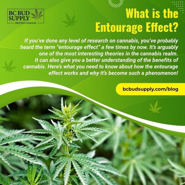 What is the Entourage Effect?⁠
⁠
If you’ve done any level of research on cannabis, you’ve probably heard the term “entourage effect” a few times by now. It’s arguably one of the most interesting theories in the cannabis realm. It can also give you a better understanding of the benefits of cannabis. Here’s what you need to know about how the entourage effect works and why it’s become such a phenomenon!⁠
⁠
Learn more by visiting our blog (link in bio).
⁠
#bcbudsupply #entourage #weed101 #entourageeffect #weedblog #canadacannabis #bcbud #weedblog #healing #cbd #marijuana #weed